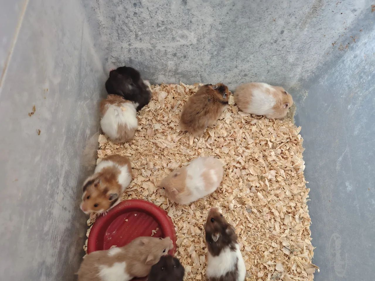 Hamster sirio Angorá  - Foto 2