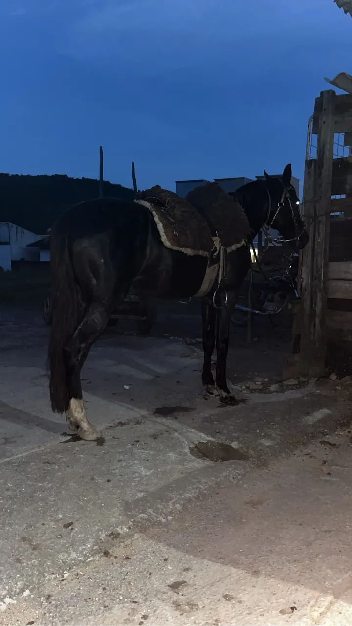 Cavalo mangalarga  - Foto 3