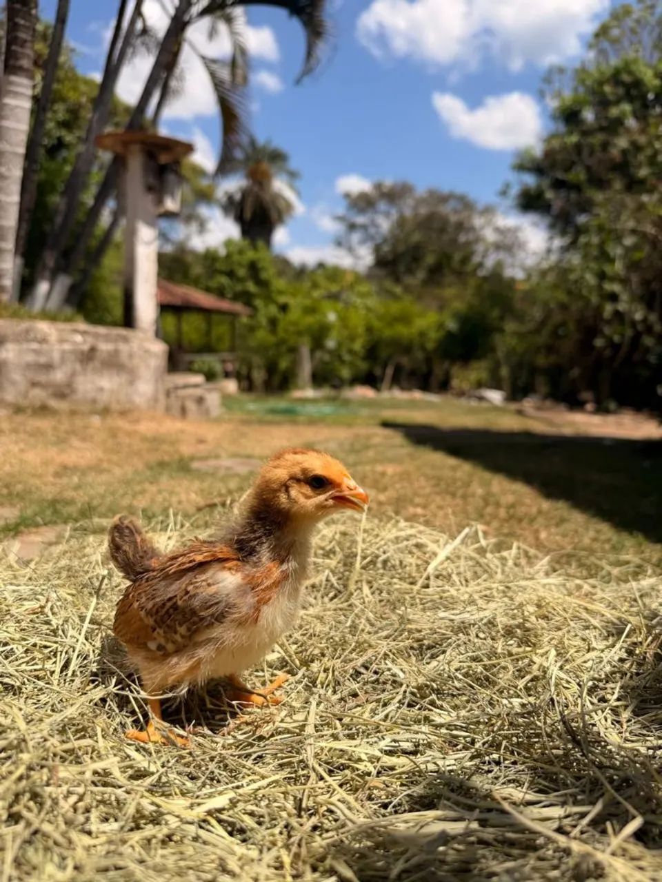 Pintinhos Caipiras com brahma  - Foto 4