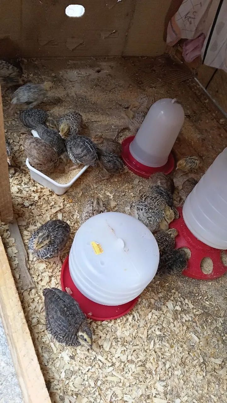 Codornas Para Criação e Produção de Ovos - Foto 2