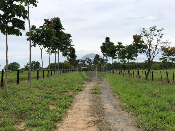 Fazenda 490 ha estrada de cáceres - Foto 3