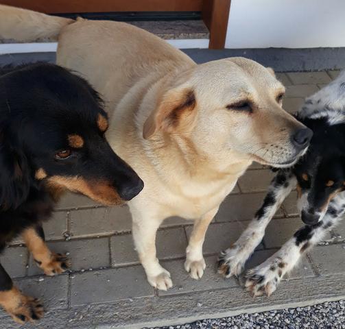 Cachorra carinhosa para adoção - Foto 4