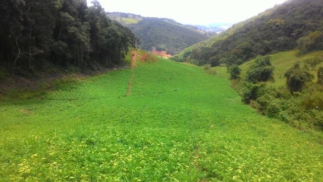 Lindo terreno de 2,8 hectares em Delfim Moreira Sul de Minas Gerais - Foto 10