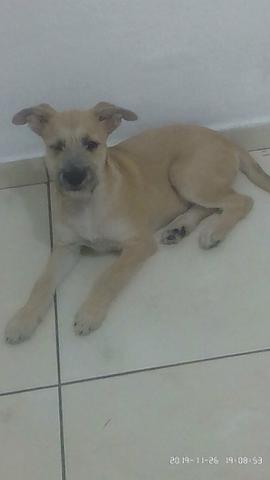 Adoção - Foto 3