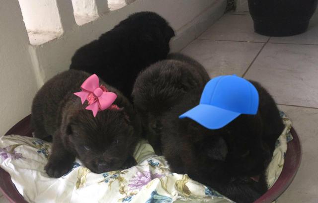 Lindos filhotes de chow chow