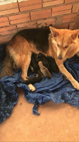 Vendo filhotes de pastor belga e rottweiler - Foto 5