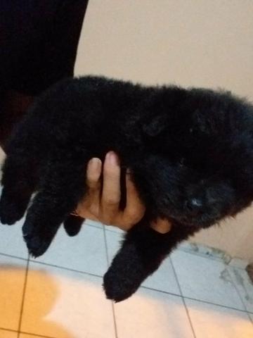 Vendo filhote femea de chow chow