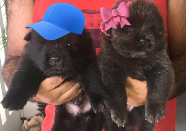Lindos filhotes de chow chow - Foto 3