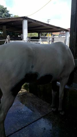 Vendo potro pampa sr, filho de cedro - Foto 4