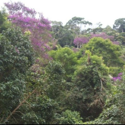 Sitio em Domingos Martins (Pedra Branca) - Foto 5