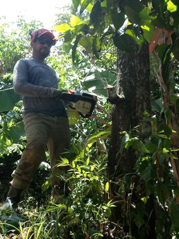 Podagens em geral - Foto 3
