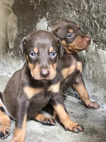 Doberman (filhotes) - Foto 3