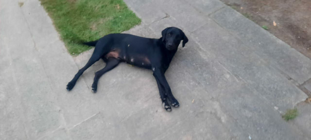 Doação - Cachorra fêmea - Foto 2