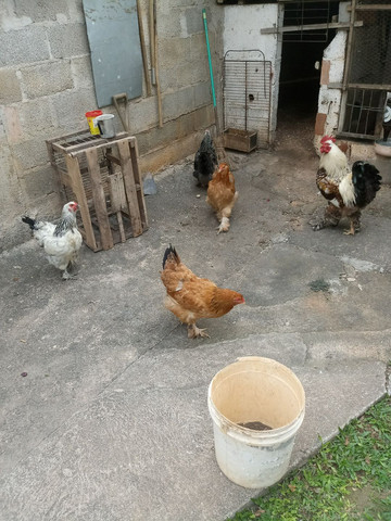 Brahma - Foto 3