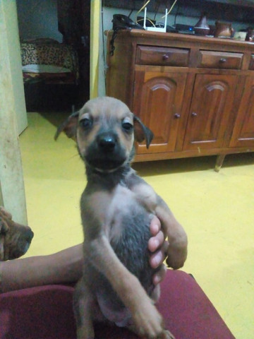 Estou doando - Foto 2