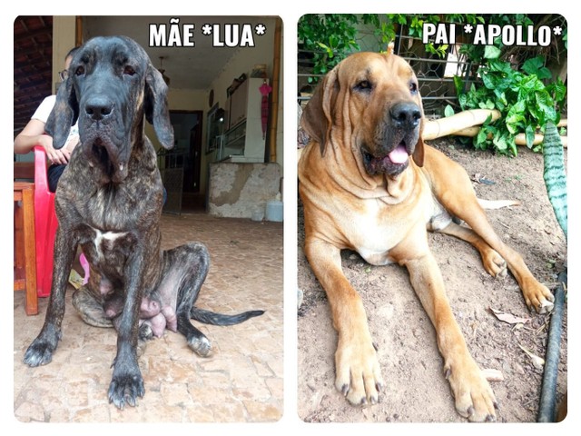 fila brasileiro olx