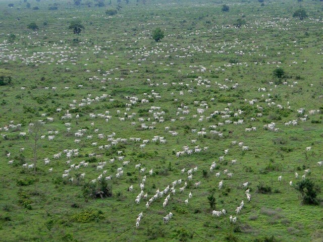 Fazenda de 30.812 alqueires em Rondonópolis-MT
