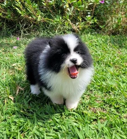 Spitz alemão Macho Pedigree CBKC 10x sem juros - envio gratis*  - Foto 4