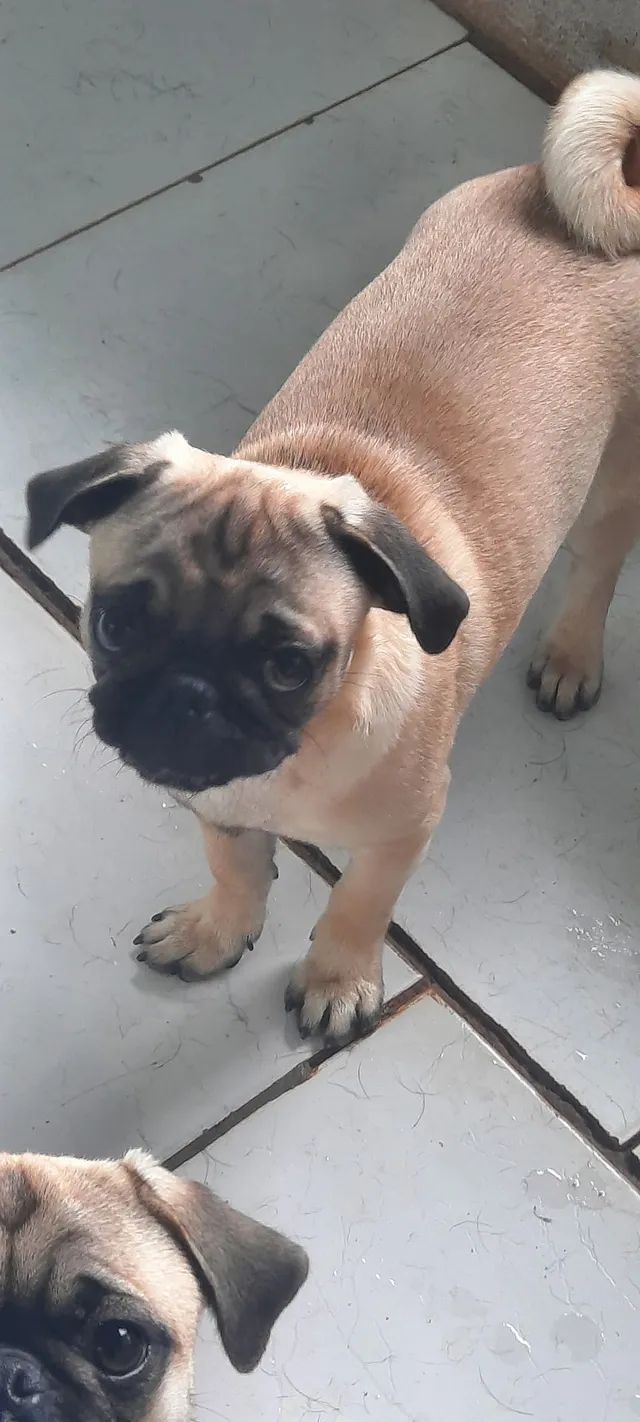 VENDE-SE PUG  - Foto 3
