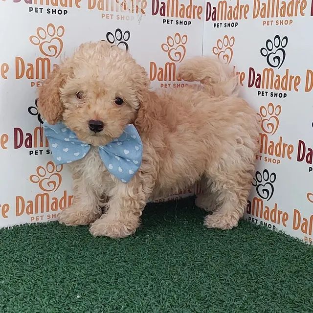 Poodle Lindos e com procedência