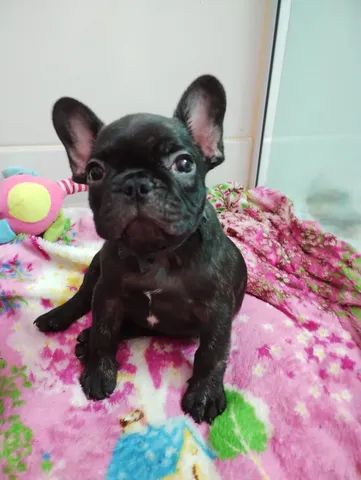 Filhote de buldogue Francês da cor preta e tigrado.