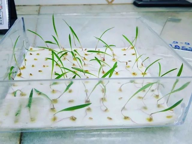 Sementes para pastagem  - Foto 3