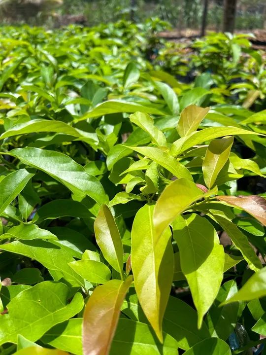 Mudas de abacate  - Foto 5