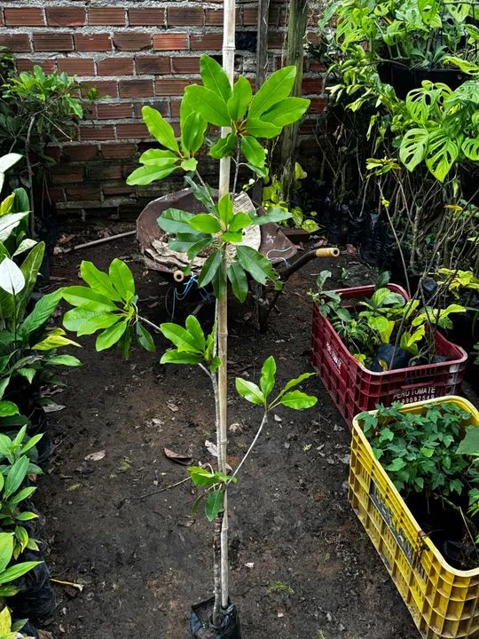 Mudas de plantas em atacado  - Foto 6