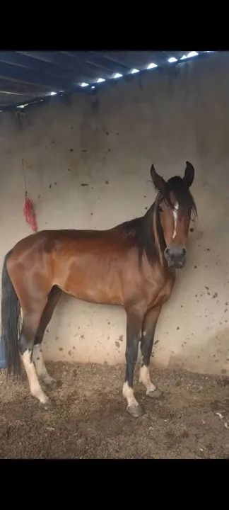 Égua campolina muito quente top de orelha - Foto 3