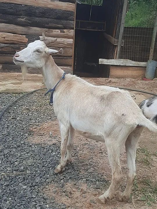 Vendo cabrita 