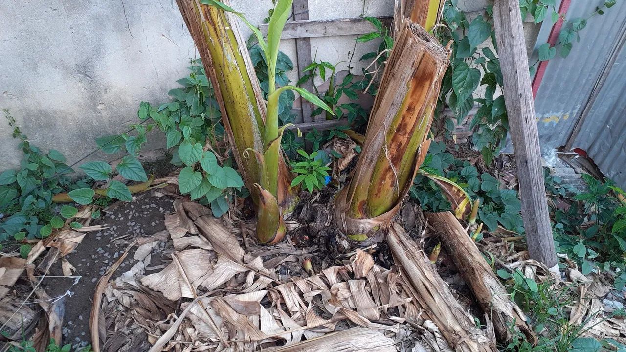 Vende-se Mudas Banana Pacova - Foto 3