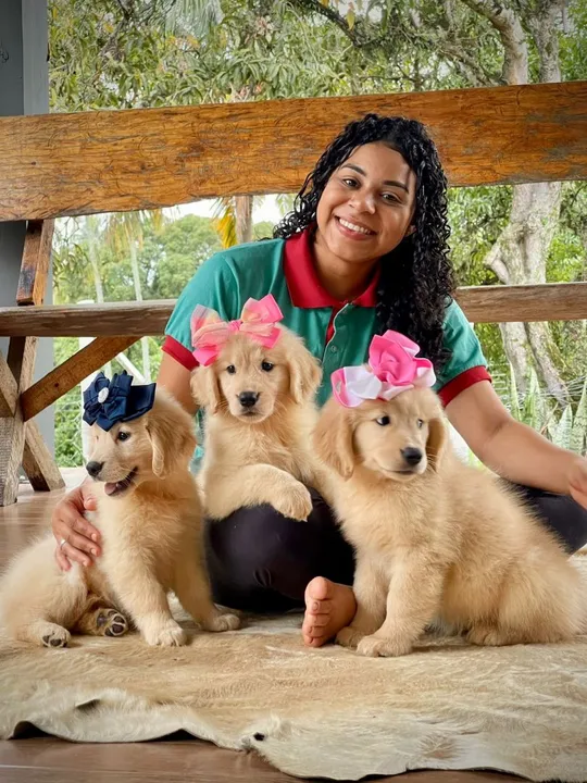 Fêmeas de Golden para sua casa