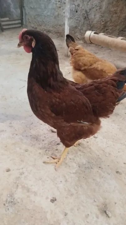 Pintos das raça Rhode slande GSB como está na fotos  - Foto 2