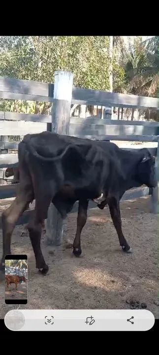 Bezerros mestiços para venda - Foto 3