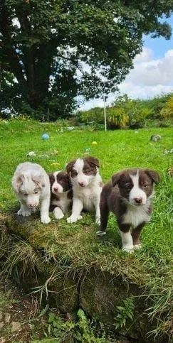 Border Collie Lindos disponiveis a pronta entrega , chamar no wats do anuncio 