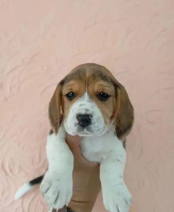 Vendo Filhotes Beagle  - Foto 5