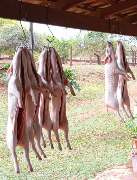 Leitão, Leitoa e porco caipira direto da roça