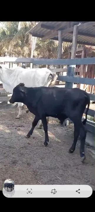 Bezerros mestiços para venda - Foto 2