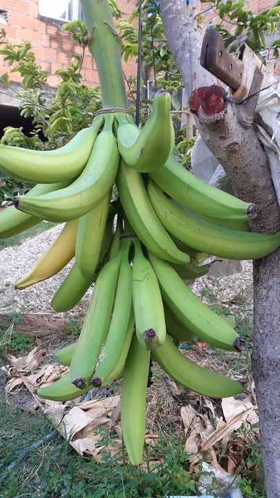Vende-se Mudas Banana Pacova