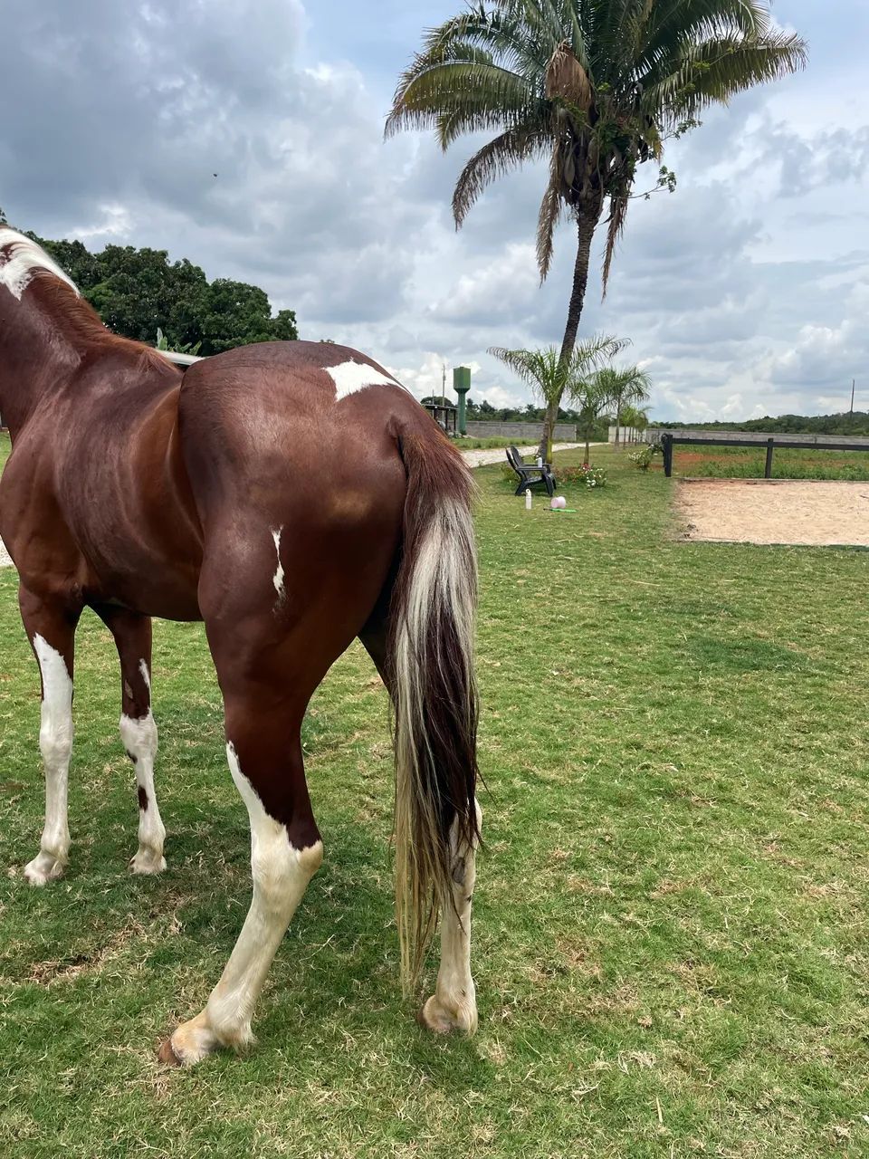 Cavalo Mangalarga  - Foto 4