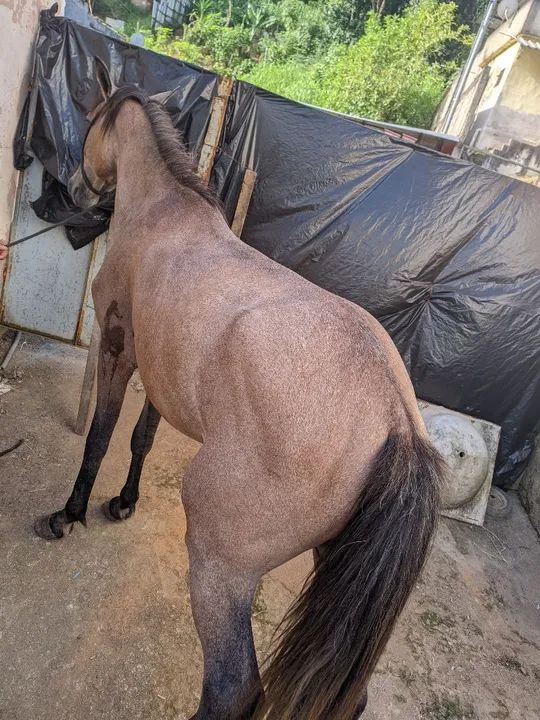 Vendo esse cavalo 1 ano e 9 meses - Foto 4