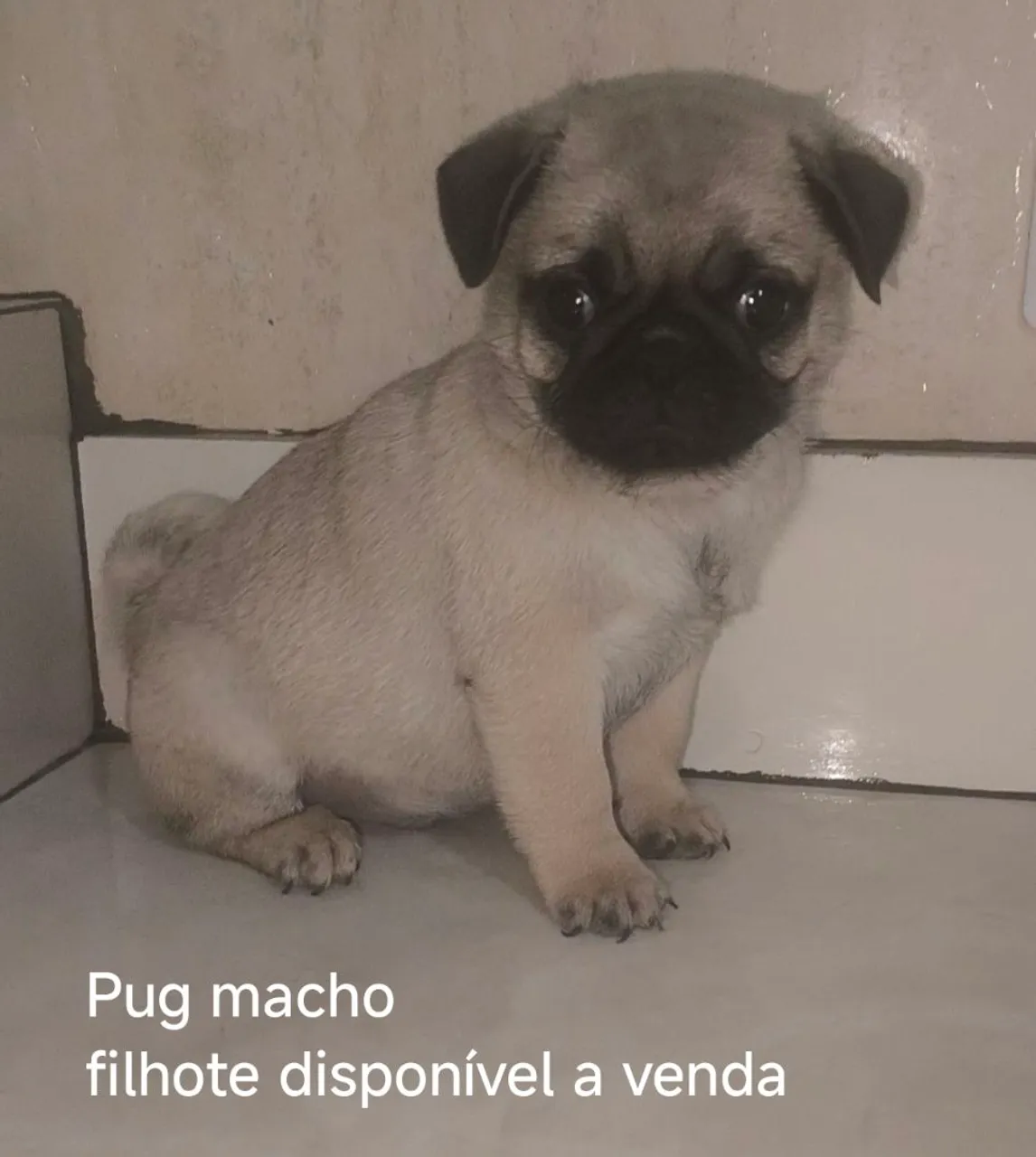  Promoção Filhote de Pug Macho e fêmea 