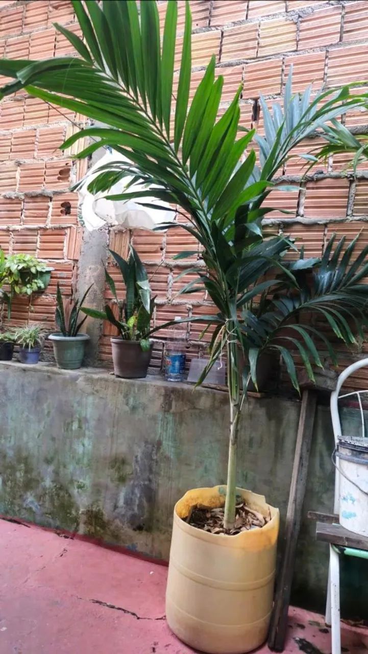 Palmeiras ? 64299777400065123