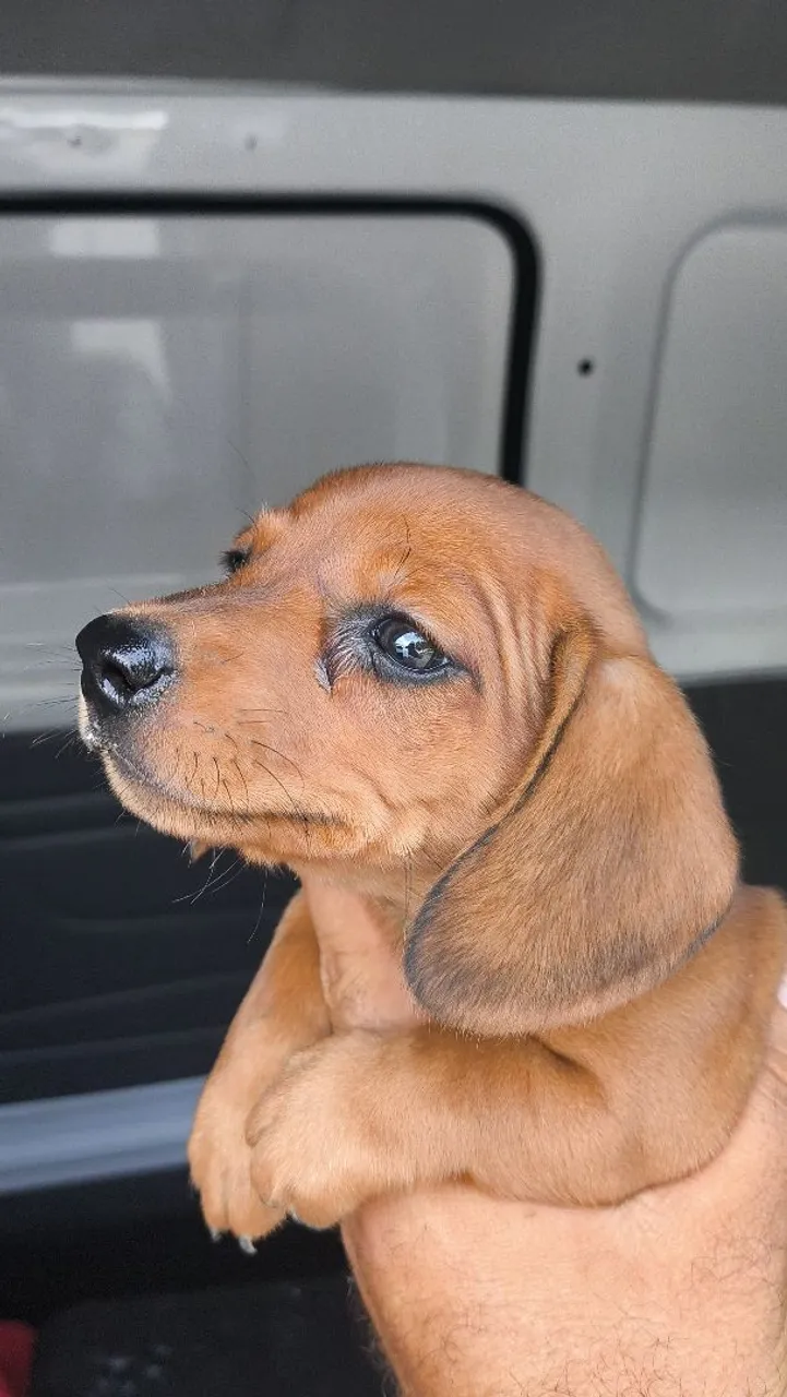 Filhote de dachshund anão macho