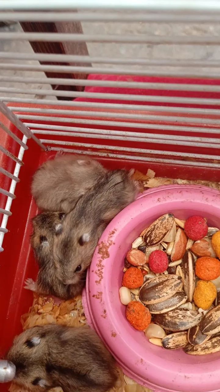 Hamister Russo Anão 64672973948546120