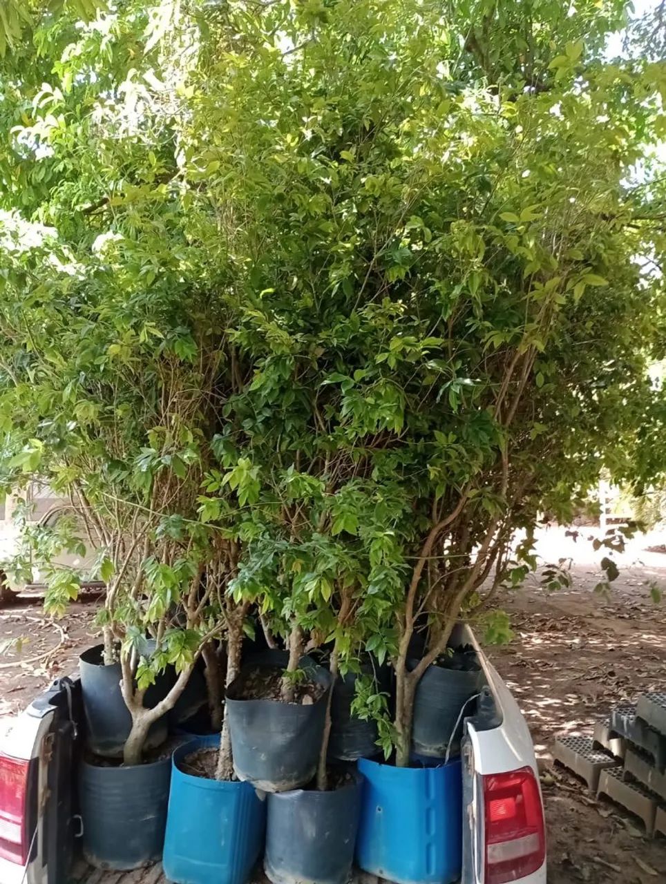 Muda de jabuticabeira - Foto 2
