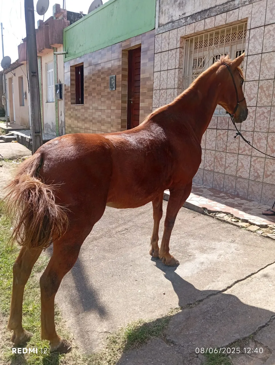 Cavalo Marrom de Boa Linhagem