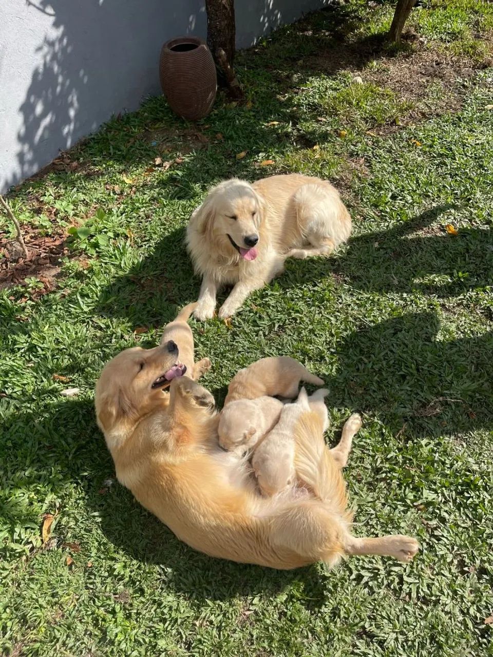 Golden Retriever com filhotes