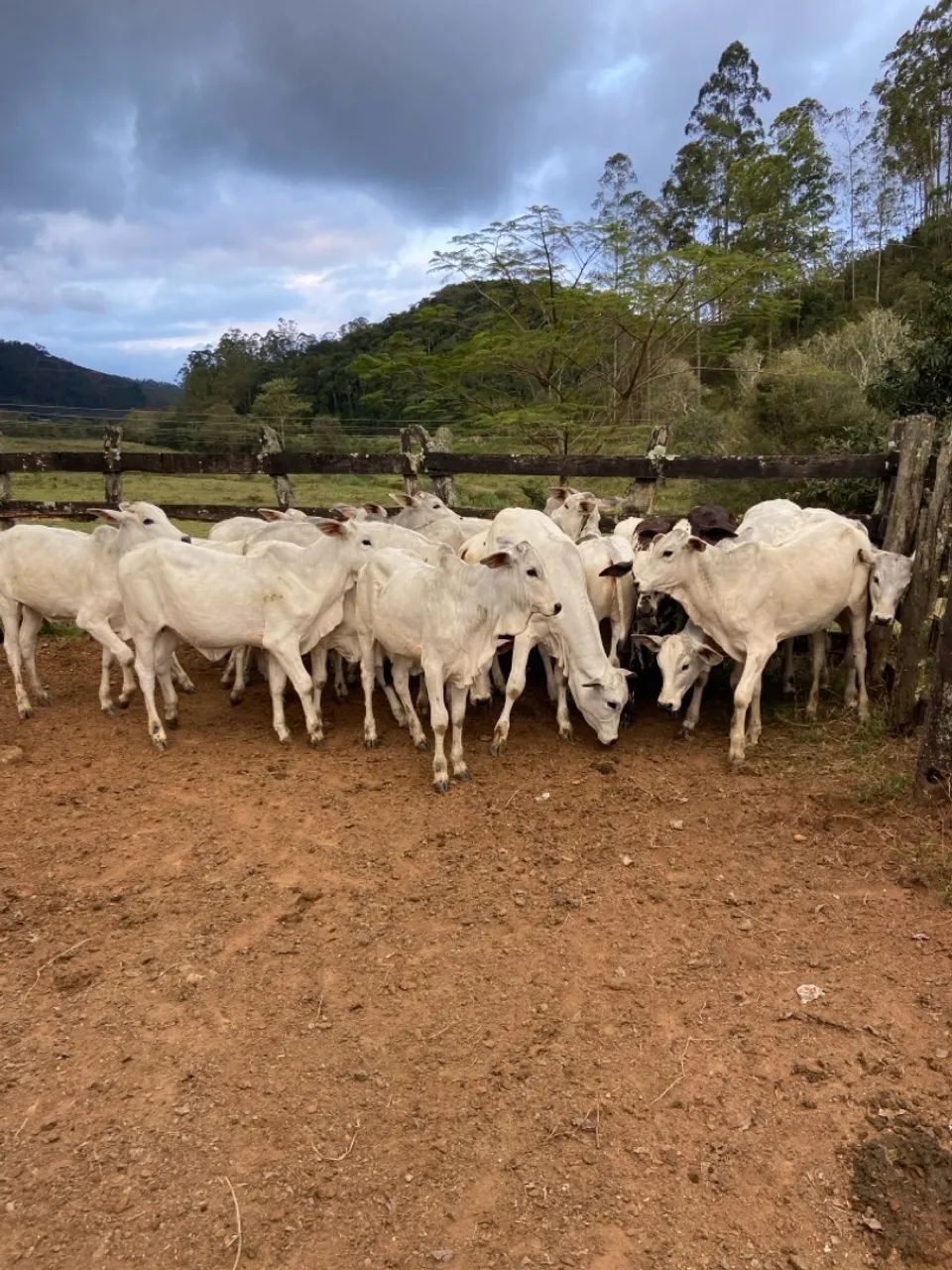 Bezerros Nelore para Cria e Recria - Foto 3