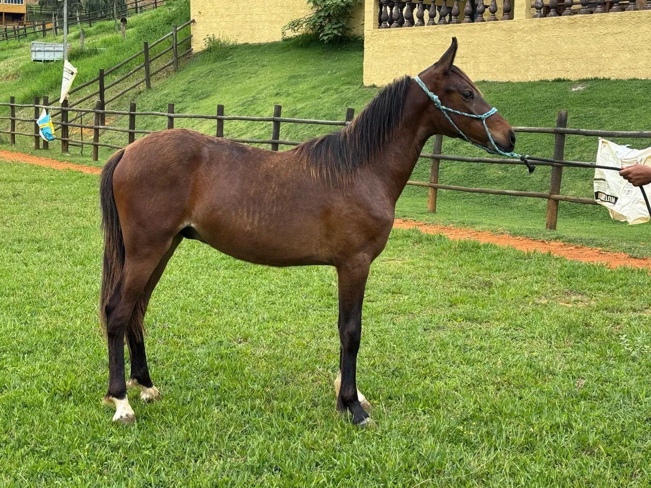 Vendo potro Mangalarga Marchador  - Foto 2